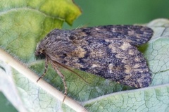 Brindled Ochre (Dasypolia templi)
