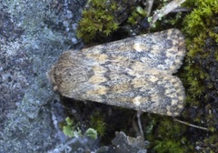 Brindled Ochre (Dasypolia templi)