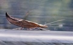 Honeysuckle Moth (Ypsolopha dentella)