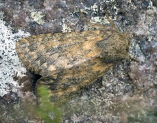 Brindled Ochre (Dasypolia templi)