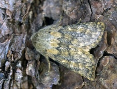 Brindled Ochre (Dasypolia templi)
