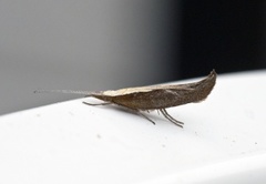Honeysuckle Moth (Ypsolopha dentella)