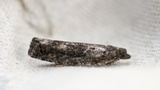 Ospekveldvikler (Epinotia maculana)
