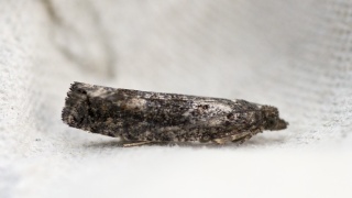 Ospekveldvikler (Epinotia maculana)