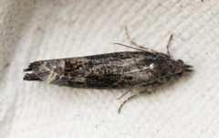 Dark Aspen Bell (Epinotia maculana)