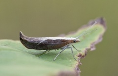 Leddvedsprellemøll (Ypsolopha dentella)