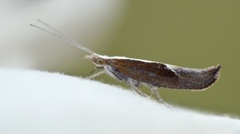 Leddvedsprellemøll (Ypsolopha dentella)