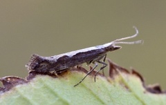 Diamond-back Moth (Plutella xylostella)