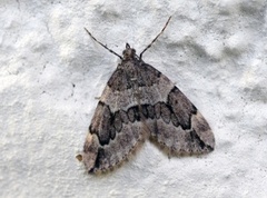 Juniper Carpet (Thera juniperata)