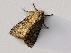 Brindled Ochre (Dasypolia templi)