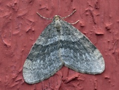 Winter Moth (Operophtera brumata)