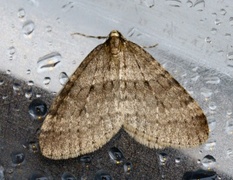 Winter Moth (Operophtera brumata)