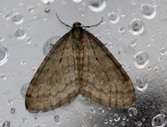 Winter Moth (Operophtera brumata)