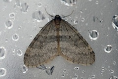 Winter Moth (Operophtera brumata)