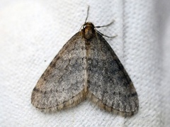Winter Moth (Operophtera brumata)