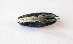 Honeysuckle Moth (Ypsolopha dentella)