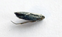 Honeysuckle Moth (Ypsolopha dentella)