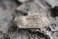 Small Quaker (Orthosia cruda)