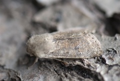 Lite seljefly (Orthosia cruda)