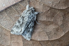 Early Grey (Xylocampa areola)