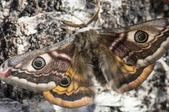 Emperor Moth (Saturnia pavonia)