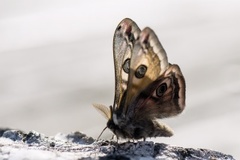 Emperor Moth (Saturnia pavonia)