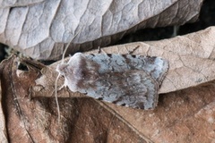 Fiolett vårfly (Cerastis rubricosa)