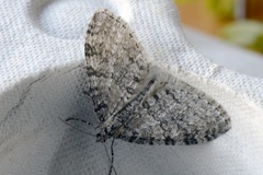 Early Tooth-striped (Trichopteryx carpinata)