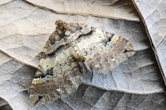 Shoulder-stripe (Anticlea badiata)
