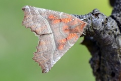 The Herald (Scoliopteryx libatrix)
