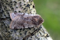 Fiolett vårfly (Cerastis rubricosa)