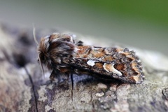 Furufly (Panolis flammea)