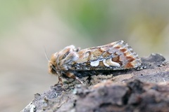 Furufly (Panolis flammea)