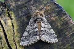 Brindled Beauty (Lycia hirtaria)