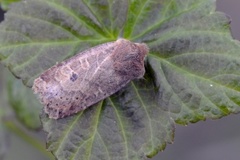 The Chestnut (Conistra vaccinii)