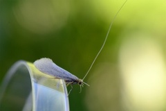 Large Long-horn (Nematopogon swammerdamella)