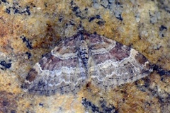 Red Twin-spot Carpet (Xanthorhoe spadicearia)