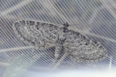 Engdvergmåler (Eupithecia satyrata)