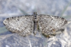 Engdvergmåler (Eupithecia satyrata)