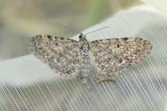 Engdvergmåler (Eupithecia satyrata)