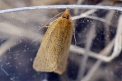 Rustbladvikler (Clepsis senecionana)