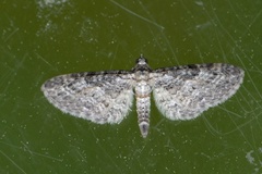 Eikedvergmåler (Eupithecia dodoneata)