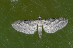 Oak-tree Pug (Eupithecia dodoneata)