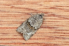 Dark-barred Tortrix (Syndemis musculana)