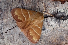 Fox Moth (Macrothylacia rubi)