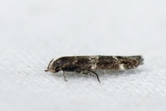 Kentish Cosmet (Mompha sturnipennella)