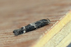 Kentish Cosmet (Mompha sturnipennella)