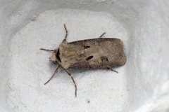 Heart and Dart (Agrotis exclamationis)