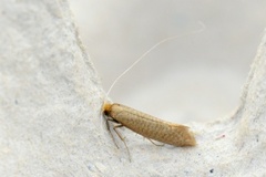 Large Long-horn (Nematopogon swammerdamella)