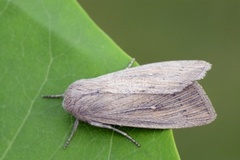 Punktgressfly (Leucania obsoleta)